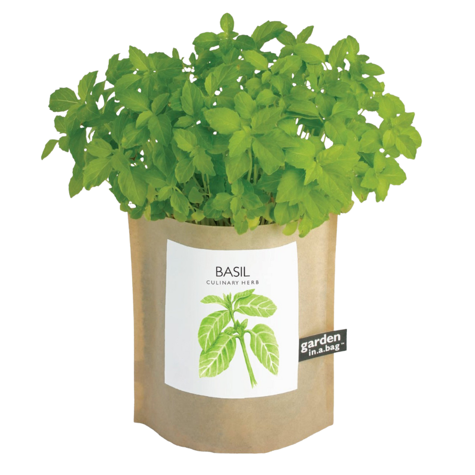 Potting Shed Creations, Ltd. Garden in a Bag, Basil