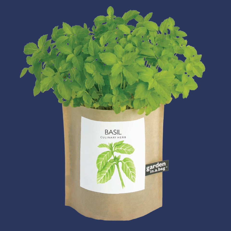A bag of basil seeds with green basil leaves visible, labeled 'Basil Culinary Herb'.
